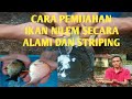 PEMIJAHAN IKAN NILEM(-Osteochilus vitatus- ) SISTEM STRIPING DAN ALAMI