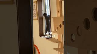 子猫動画　ブリティッシュのあおくん　キャットタワー満喫^_^