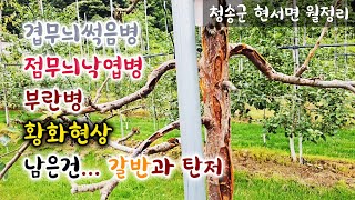 (이웃 농장) 사과 농사가 점점 힘들어집니다 / 이상 기후로 냉해는 기본 ... 덤으로 겹무늬썩음병, 부란병, 점무늬낙엽병 등등...(청송군 현서면 월정리)