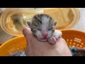 【命のバトン】目の開いていない生後一週間未満の子猫4匹を緊急保護その①【we rescued kittens】