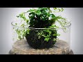 How to make a Wabi Kusa || Wabi Kusa Tutorial || Planted substrate ball