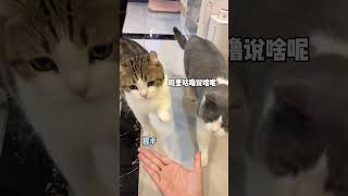 为什么含栓量越来越低，因为栓子天天睡觉小猫咪能有什么坏心眼