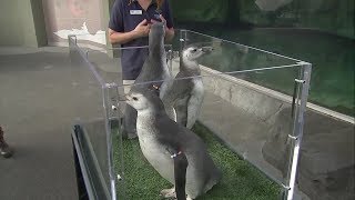 Baby penguins ready for their close-up at Long Beach aquarium