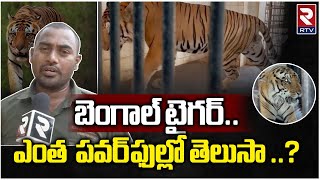 RTV Exclusive on Bengal Tiger : బెంగాల్ టైగర్ ఎంత  పవర్ ఫుల్లో తెలుసా ..? || RTV