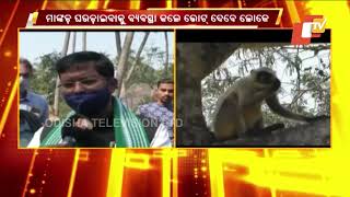 Odisha Panchayat Polls | Drive Away Monkeys \u0026 Take Votes, Say Talapada Villagers In Bhadrak