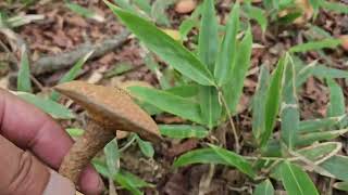 대량으로 발생한 붉은비단그물버섯  8월27일.  Many Suillus spraguei in Inje-gun august 27th.