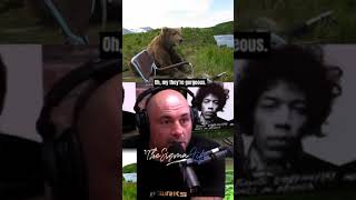 Joe Rogan Watches Grizzly Bear sitting next to Guy