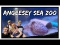 Full Tour of the Anglesey Sea Zoo | North Wales