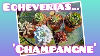 Echeveria 'Champagne' híbridos hermosos que no pueden faltar en tu jardín! Te mostramos los nuestros