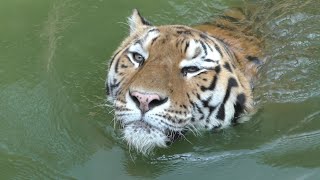 アムールトラ　ソーンくん　まだ暑いから泳ぎます　【浜松市動物園】Amur tiger Son-kun Hamamatsu Zoo