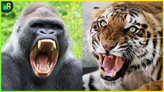 दुनिया के सबसे ताकतवर जानवर | Strongest Animals in the World | Best Animal Facts in Hindi