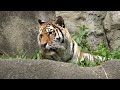 ガウーだね〜　サーシャちゃん　アムールトラ🐯　浜松市動物園　2024年6月7 日　00104