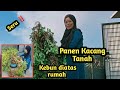 Panen Kacang Tanah di Kebun atas Rumah