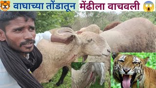 🐯 वाघाच्या तोंडातून मेंढीला वाचवली 😱 dhangari life vlog maharashtraVillageLife#marathi #viralvideo