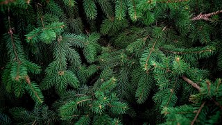 How to dispose or recycle your live Christmas tree