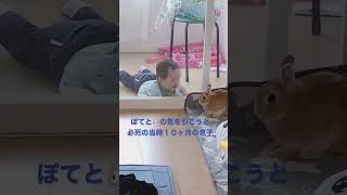 【当時生後１０ヶ月】うさぎちゃんの気を引こうと必死の息子