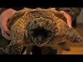 Alligator Snapping Turtle Found In Shop!  | Earth Unplugged