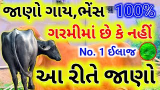 જાણો ગાય ભેંસ ગરમીમાં છે કે નહીં || ગાય ભેંસ વેતર ઓળખનો ઘરેલું ઉપાય || ગરમીની ઓળખ || એક્ટીવ પશુપાલન