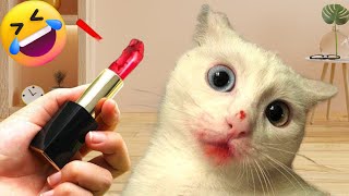 Best Cat Videos of the Decade 🥰😹 Hilarious Animal Compilation