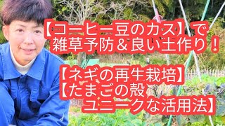 【コーヒー豆のカス】脱臭効果だけじゃもったいない❗超😄オススメの活用方法を紹介します❗（ネギの再生栽培＆たまごの殻のユニークな活用方法😁のオマケつき）