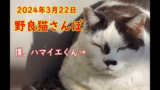 20240322 僕、ハマイエくん。【野良猫さんぽ】NIKON Coolpix P520 野良猫 cat 猫 ねこ ネコ