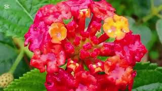 Lantana Camara: A Beautiful Yet Invasive Plant