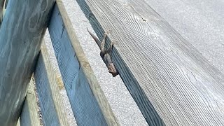 Invasive Agama lizard sightings rise in Florida; Scientists raise public health concerns