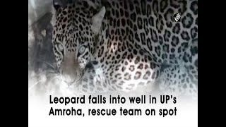 Leopard falls into well in UP’s Amroha, rescue team on spot