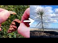 Growing a Pine Tree from Seed - 0 to 1 year old