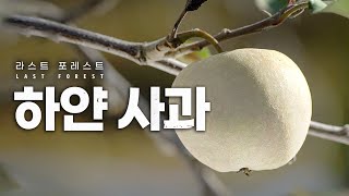 [EN] 하얀 사과가 나타났다고? 기후 재앙은 이미 시작됐다 #라스트포레스트 [1/5]