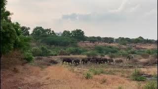 தண்ணீரைத் தேடி ஊருக்குள் வந்த யானைக் கூட்டங்களை மீண்டும் காட்டுக்குள் விரட்டி அடிக்கப்பட்டது #shorts