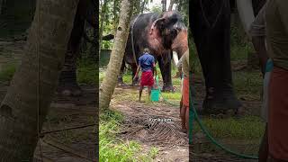 എന്താ ചൂട് ഒന്ന് പെട്ടന്ന് കുളിപ്പിക്ക് ആശാനെ #aana #elephant #animals #aanapremisangam #aanaperuma