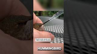 Rescuing an injured hummingbird #rescueanimals #animals #animalrescue #hummingbird