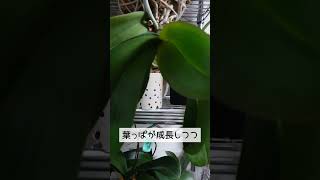 胡蝶蘭ー夏咲き後の冬  花芽花茎が話題になるこの時期