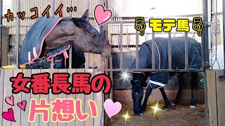 気の強い牝馬、イケメン黒馬に恋をする【ツルマルボーイ様のシモベ】※他2本