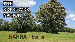 What is a NAHRA SENIOR HUNT TEST? Join us for Test Day 2 at the Central Regional and find out! ~ TRN