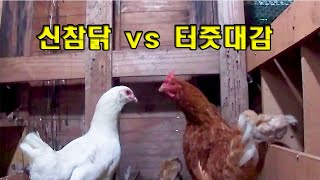 (Sub) #170. 『Dignity of chickens』 ep 20. I adopted a hen from an abandoned animal shelter. (# goat)