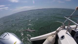 Welsh boat record Conger Eel - Clapping eyes with