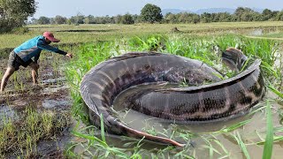 តោះបងប្អូននាំគ្នាដើររកត្រីតាមវាលស្រែ