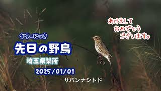 ギター日記　先日の野鳥　・　埼玉県某所　2025年1月1日