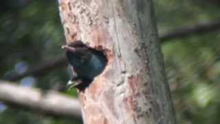 ブッポウソウの子育て観察（吉賀町柿木村）