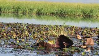 African Jacana Chicks with their Dad