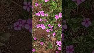 అన్ని ఉన్నాయన్న అహంకారం వద్దు,,,!! do you know what this 🌺🌻🌹🌷 flower name? do like and subscribe👍👍👍