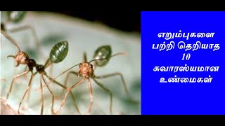 எறும்புகள் பற்றிய 10 சுவாரஸ்யமான உண்மைகள்  | 10 Interesting fact about ants|Tamil