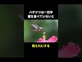 ツッコミ所が多すぎる鳥類7選！