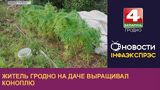 Житель Гродно на даче выращивал коноплю. | Новости Гродно 25.08.2022