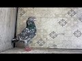 kamagar or saleti kmgr 2 joray forsale 03238490909 bird everyone kabootar pigeon pigeonlover