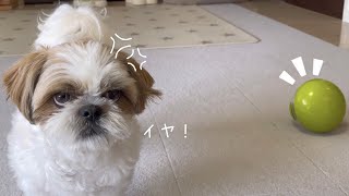 【シーズー】持ってきてっ！！！【犬Vlog】