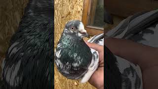 Голубь Тедди🕊️ #pigeon #голуби #тедди #пакистанские