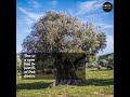 reality of gharqad tree in israel